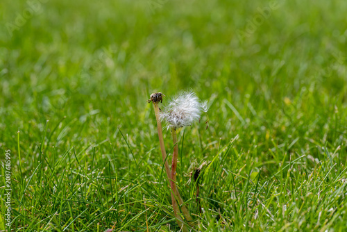 Fotografía Dandelion seed head amidst dewy grass, symbolizing nature's quiet resilience