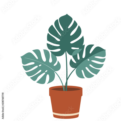 Monstera plant in a terracotta pot