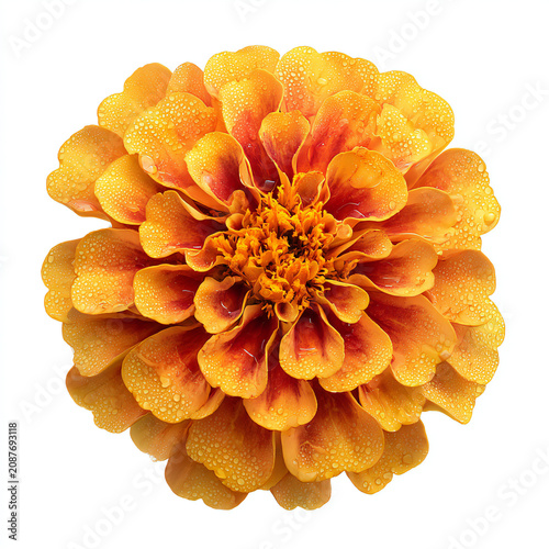 Top view of beautiful marigold flower