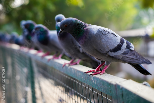 pigeon on the railing