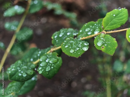 Fotografie Fresh dew beads cling to vibrant green leaves