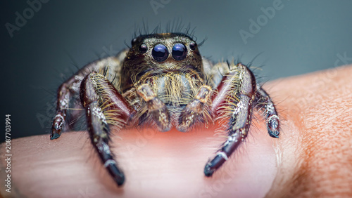 Obraz na plátně Jumping spider walking on human finger skin