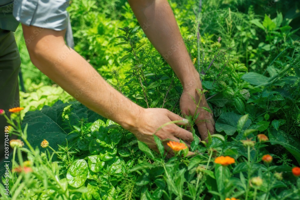 Fototapeta premium Gardener hands carefully tending to vibrant organic herbs and blooming marigold flowers in a lush sunlit vegetable garden, authentic sustainable farming and healthy lifestyle concept, close-up