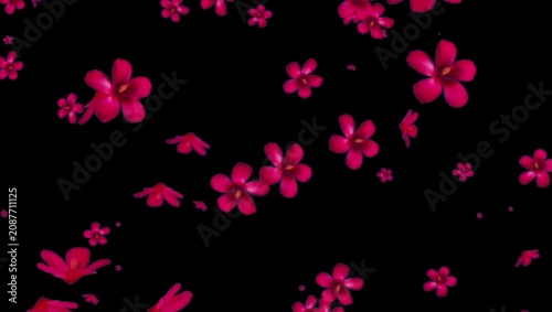 Pink and Red Flowers Falling on Black Background 4K 60fps video overlay
