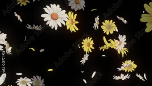 Lily Flowers and Petals Falling on Black Background 4K 60fps video overlay