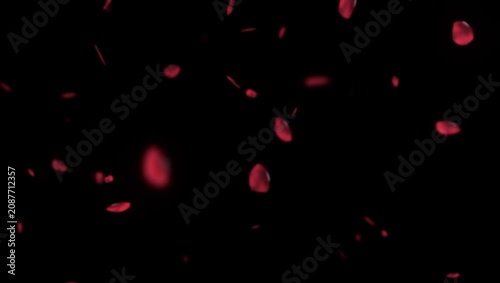 Red Rose Petals Falling on Black Background 4K 60fps video overlay
