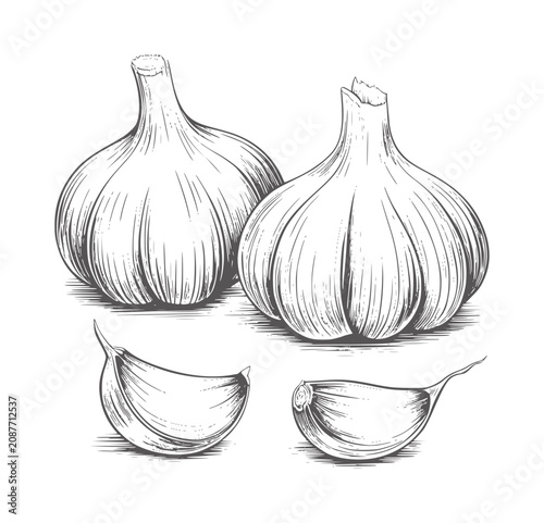 Pencil of two whole garlic bulbs and two cloves monochrome black