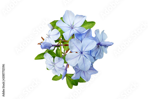 Obraz na plátně Cluster of light blue plumbago flowers with green foliage sky blue plumbago bota