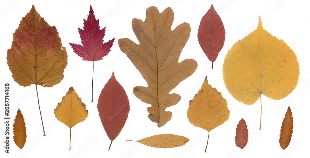 Obraz premium Pressed and dried autumn colored leaves collection isolated on white background. Perfect for floral patterns, herbariums, scrapbooking. Seasonal fall herbarium.