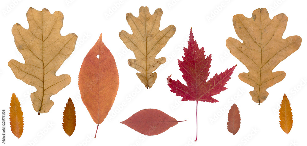Fototapeta premium Seasonal fall herbarium. Pressed and dried autumn colored leaves collection isolated on white background. Perfect for floral patterns, herbariums, scrapbooking.