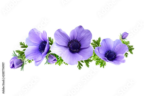 Tableau sur toile Bunch of purple anemone flowers with green leaves white background flower head s
