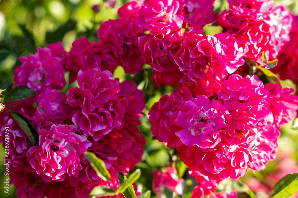 Fototapeta premium Abundant clusters of pink climbing roses in full bloom create a vibrant floral display with lush green foliage in a sunny summer garden. 