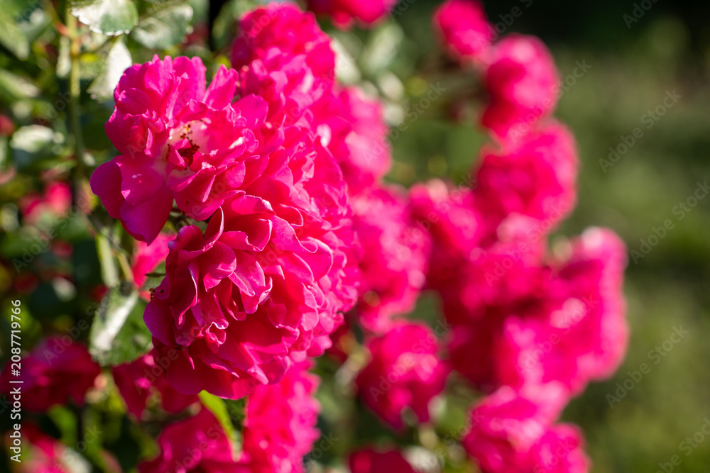 Fototapeta premium Close-up of vibrant pink climbing rose blossoms in bright sunlight with soft green bokeh background. Blooming garden roses with shallow depth of field and natural outdoor setting.