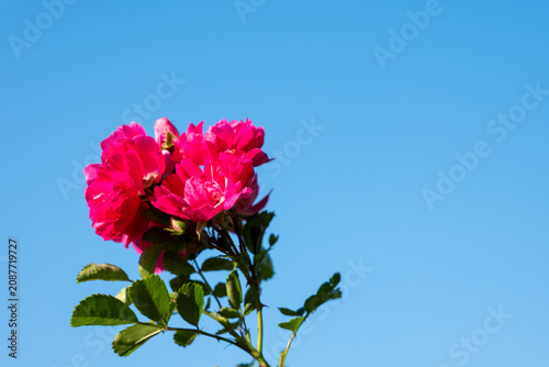 Fényképezés Close-up of vibrant pink rose blossoms against a clear blue sky