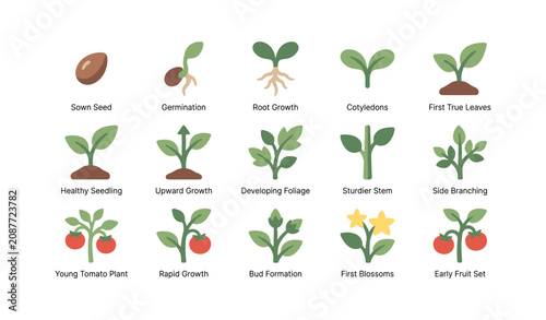 Plant growth stage icons illustrating seed to fruit development