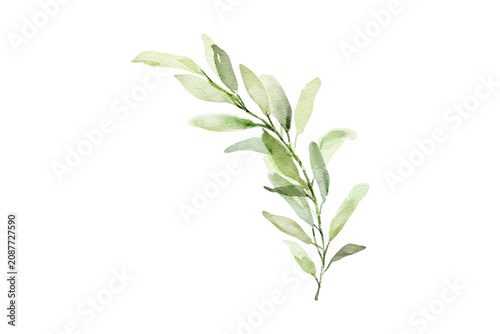 Cuadro en lienzo Delicate watercolor green leafy twig botanical illustration with botanical water