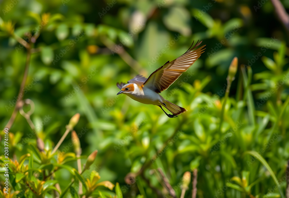 Fototapeta premium bird flying over lush green foliage in nature