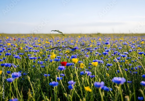 Vibrant meadow of blue cornflowers and yellow wildflowers under a clear summer sky providing a serene natural landscape view of a colorful rural field