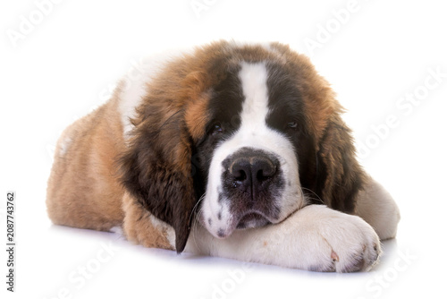 Konstfotografi puppy saint bernard