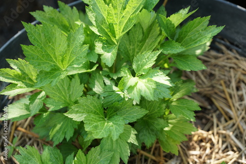 Top view of White mugwort tree with dry straw in black color pot. Fresh homegrown, organic vegetables, green food. Plant plot in urban farming.