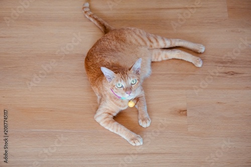 Top view of Ginger tabby cat looking at camera and lay down on wooden floor in the morning light. Relaxing, resting, calming and charming posture of pet in home. Top view. Animal portrait.   