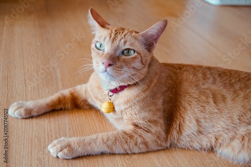 Ginger tabby cat crouching on wooden floor in the  morning light. Relaxing, resting, calming and charming posture of pet in home. Top view. Animal portrait. 