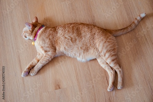 side view of Ginger tabby cat sleeping on wooden floor in the morning light. Relaxing, resting, calming and charming posture of pet in home. Top view. Animal portrait.
