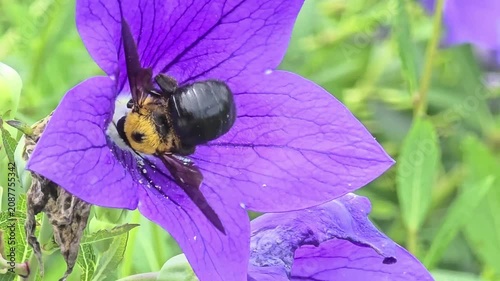
Macro Shot of Carpenter Bee Foraging on Purple Balloon Flower.4k
