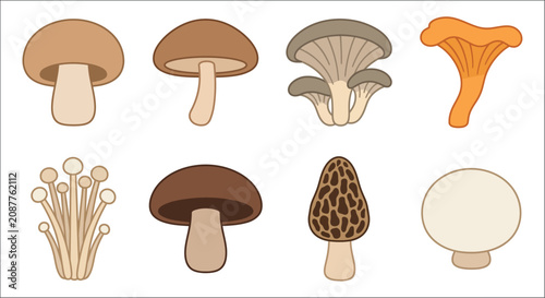 Fotografie Variety Of Mushrooms Flat Vector Illustration On White Background fungi mycology