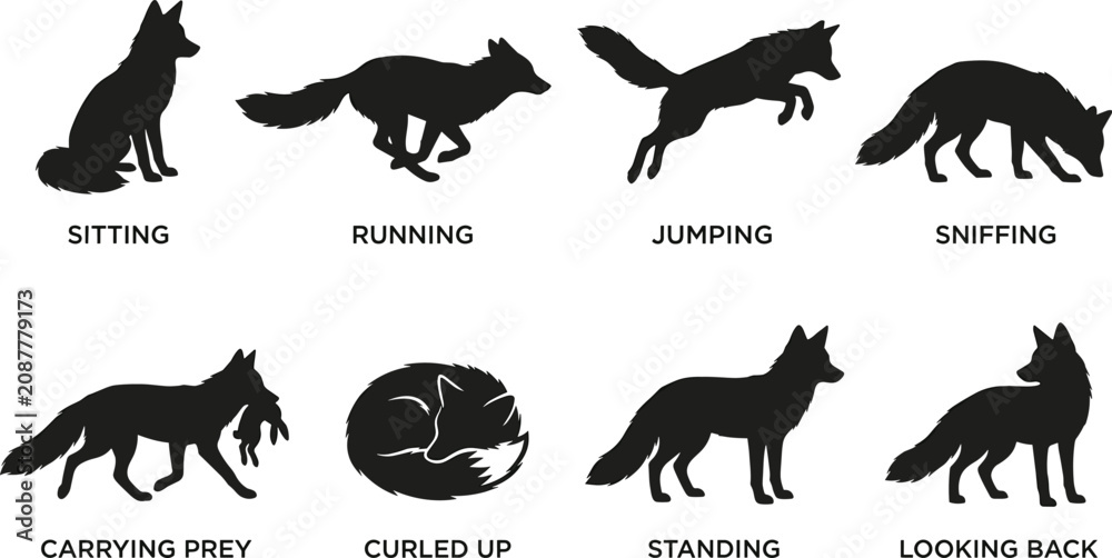 Obraz premium Fox Silhouette Pose Collection Featuring Sitting Running Jumping Sniffing Carrying Prey Curled Up Standing and Looking Back