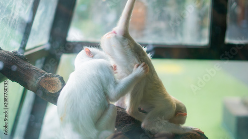 Photography White monkey sitting near window inside animal habitat