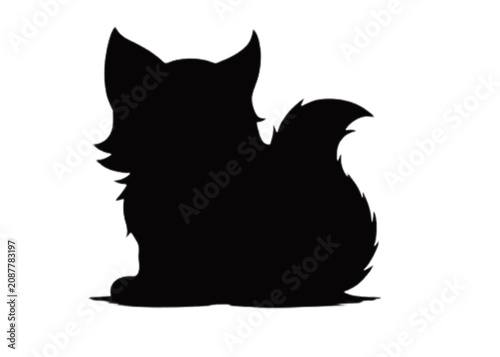 black and white cat