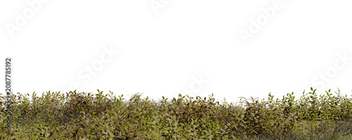 Fotografie Green plants cover the ground in a field under a clear sky