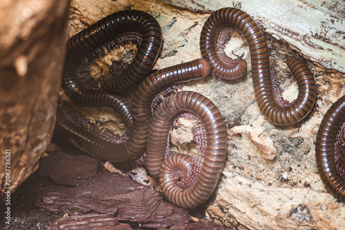 Картината върху платно The African brown nodule is a millipede. Stock photo