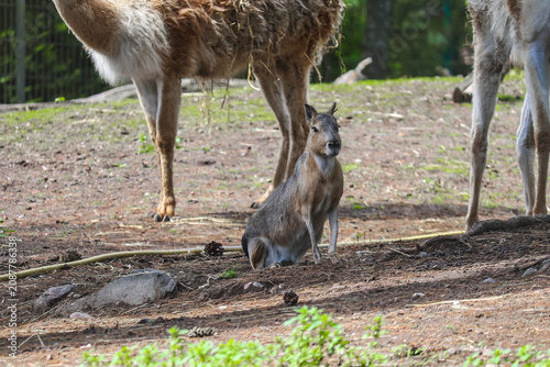 Konstfotografi Chacoan Mara. Hare-like herbivorous rodent.