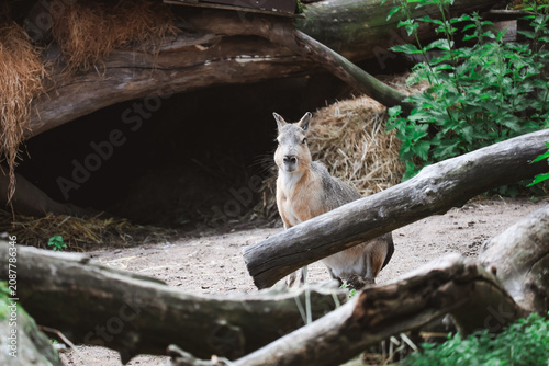 Canvastavla Chacoan Mara. Hare-like herbivorous rodent.