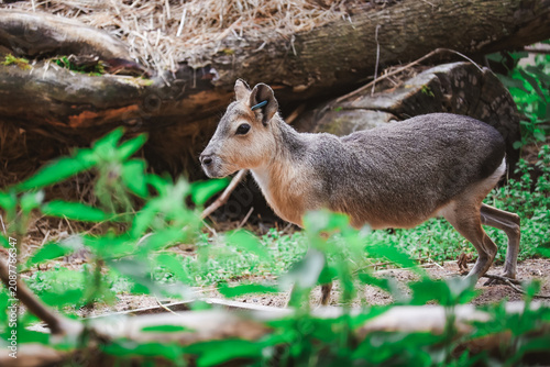Принти на полотні Chacoan Mara. Hare-like herbivorous rodent.