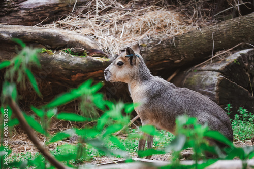 Konstfotografi Chacoan Mara. Hare-like herbivorous rodent.