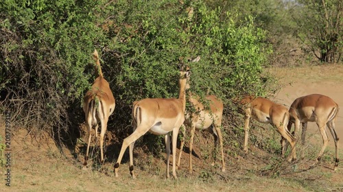 Impala antelopes (Aepyceros melampus) feeding on a bush, Kruger National Park, South Africa