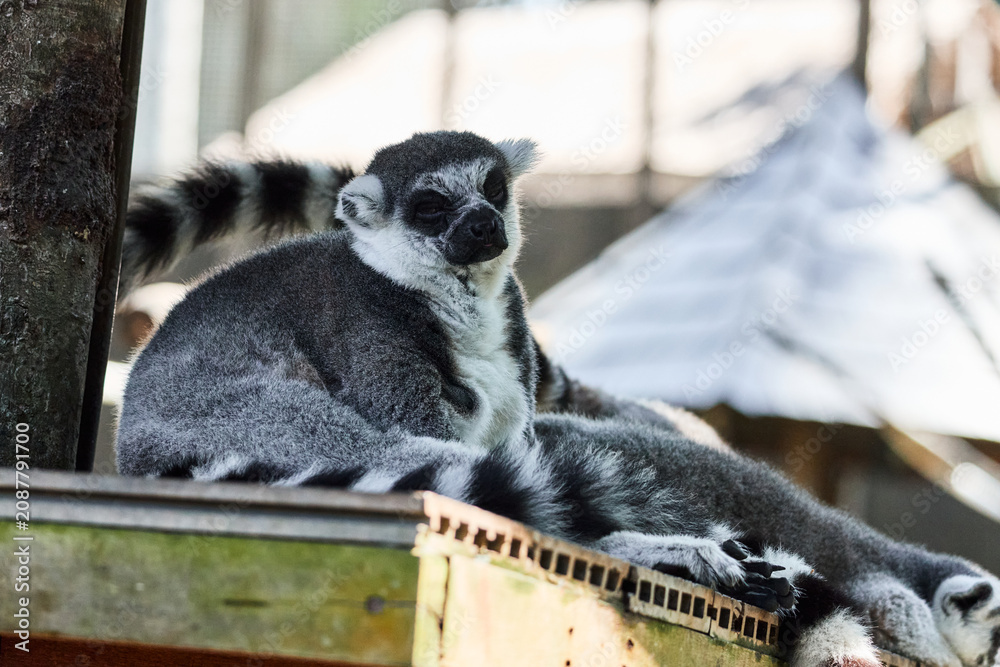 Fototapeta premium ring tailed lemur in the zoo