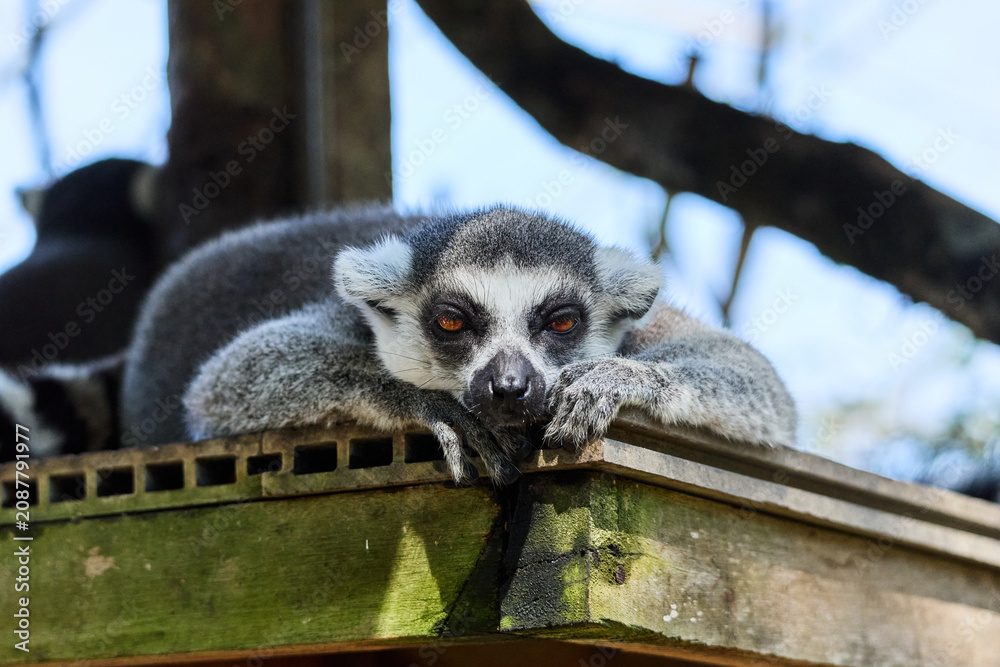 Fototapeta premium ring tailed lemur's portrait