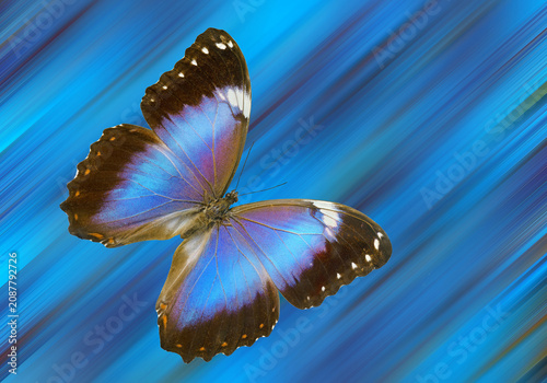 A bright blue tropical morpho butterfly on a blurred blue background