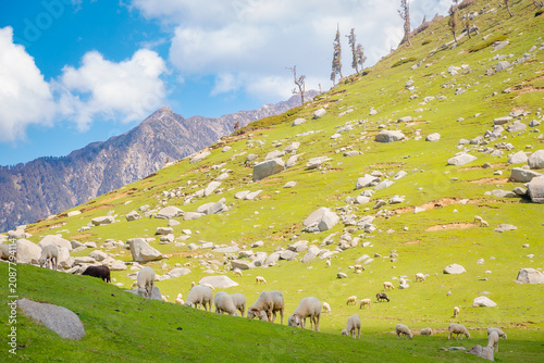 Flock of sheep grazing on a lush green mountain slope at Kareri Lake in Dharamshala Himachal Pradesh
