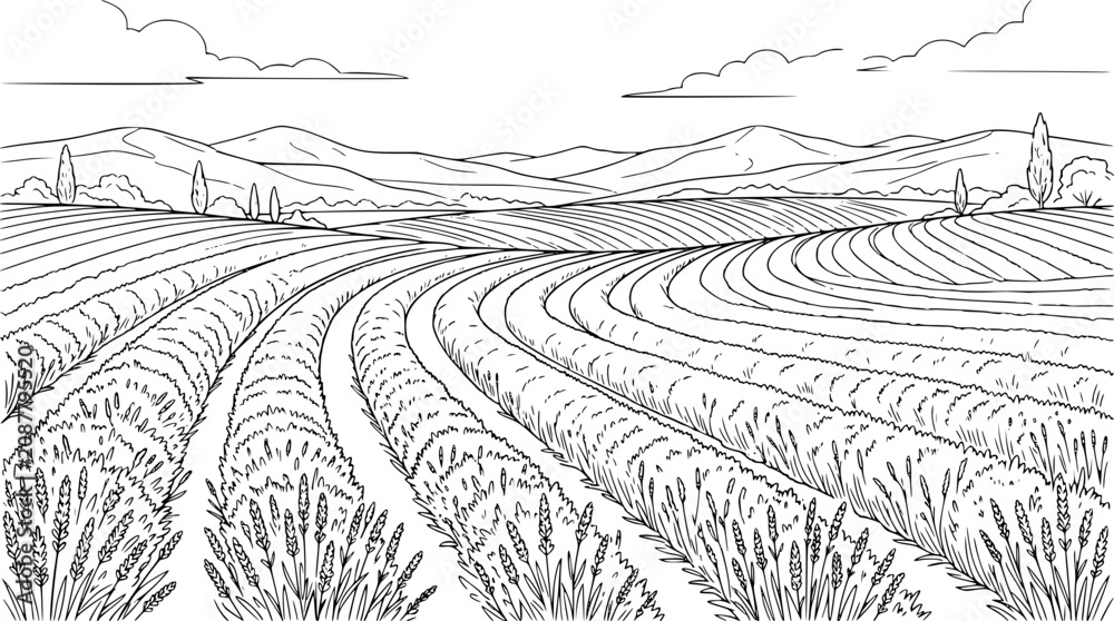 Fototapeta premium Lavender field landscape line art illustration with mountains