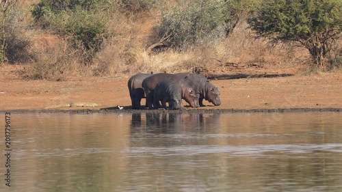 Hippos (Hippopotamus amphibius) standing on land outside the water, Kruger National Park, South Africa