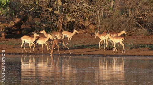 Herd of alert impala antelopes (Aepyceros melampus) at a waterhole, Kruger National Park, South Africa
