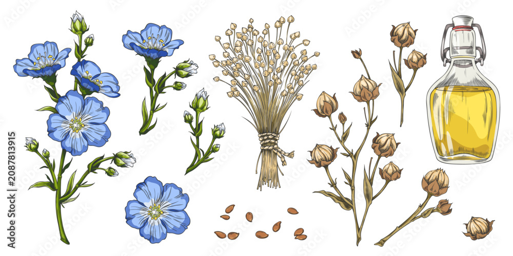 Fototapeta premium Flax sketch collection, blue flowers, dry seeds on stem, Linen oil, vector hand drawn organic superfood, medicinal herb