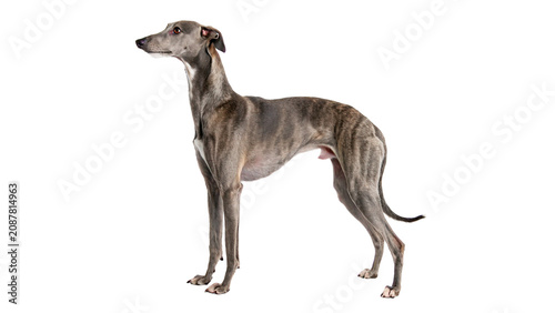 Schilderij op canvas Slender grey greyhound dog standing alert isolated on transparent background