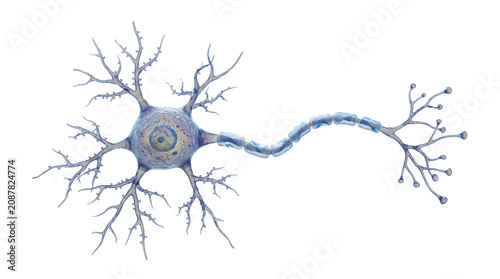 3D Human Neuron Cell Isolated on White Background for Medical and Scientific Illustration