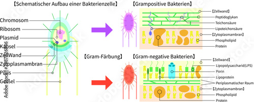 Photos Bacterial Cell Structure and Gram Staining Comparison of Gram-Positive and Gram-